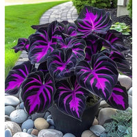 Black Purple